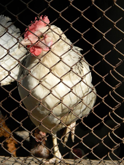 齐耶赫的助 齐耶赫的助